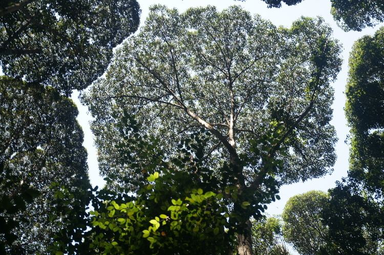 Crown shyness Kuala Lumpur 1 A visit to FRIM My Nature Experiences
