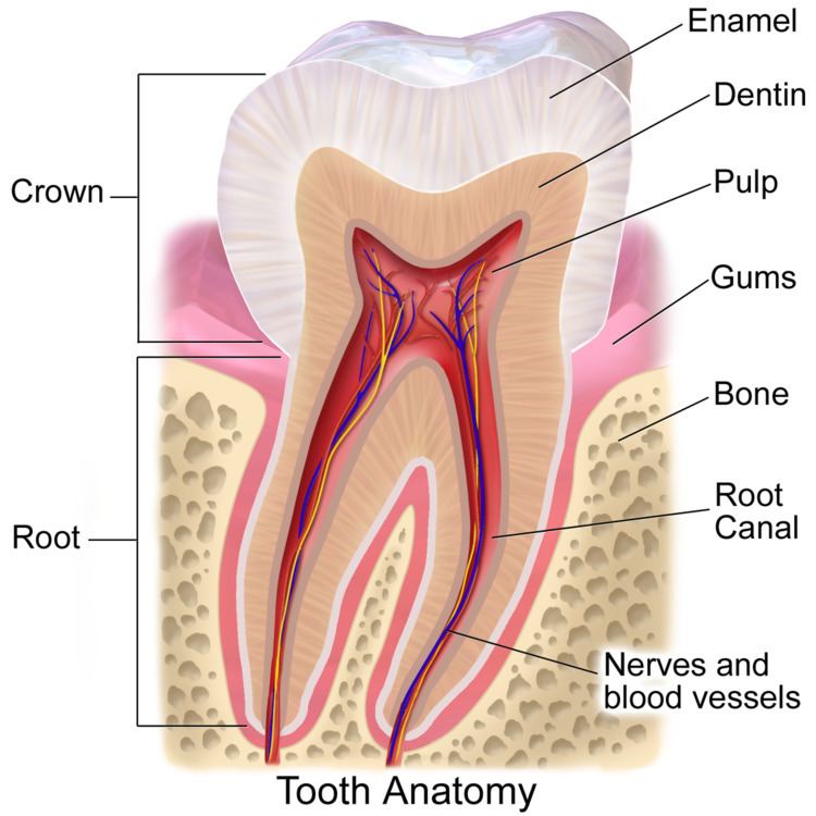 Crown (tooth)