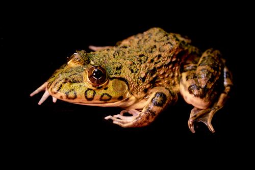 Crowned bullfrog httpsstaticinaturalistorgphotos36059medium