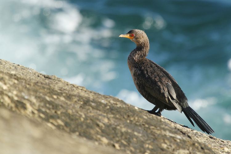Crowned cormorant Crowned Cormorant Bird amp Wildlife Photography by Richard and
