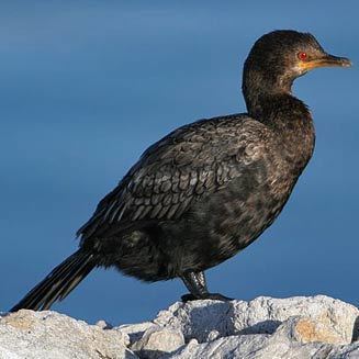 Crowned cormorant Phalacrocorax coronatus Crowned cormorant