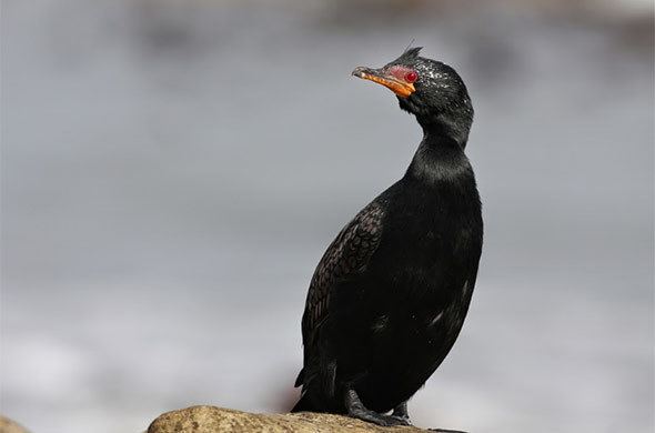 Crowned cormorant Crowned Cormorant Bird Southern Africa