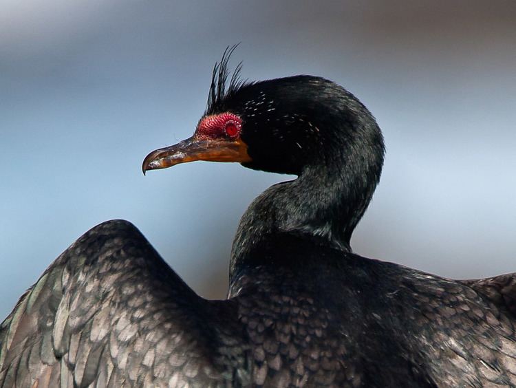 Crowned cormorant Crowned Cormorant Hannelie de Klerk