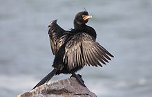 Crowned cormorant httpsuploadwikimediaorgwikipediacommonsthu