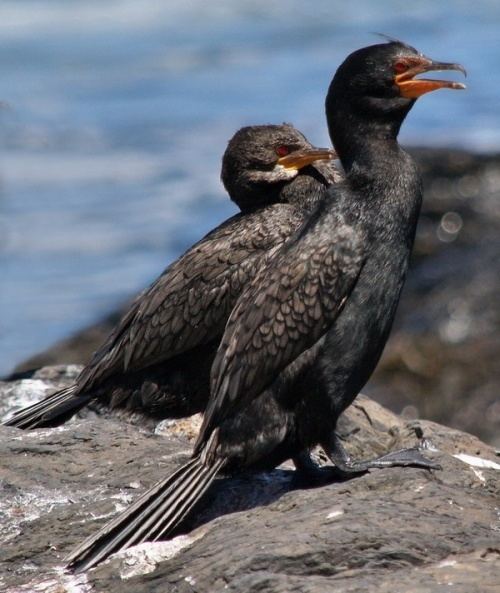Crowned cormorant Crowned Cormorant BirdForum Opus