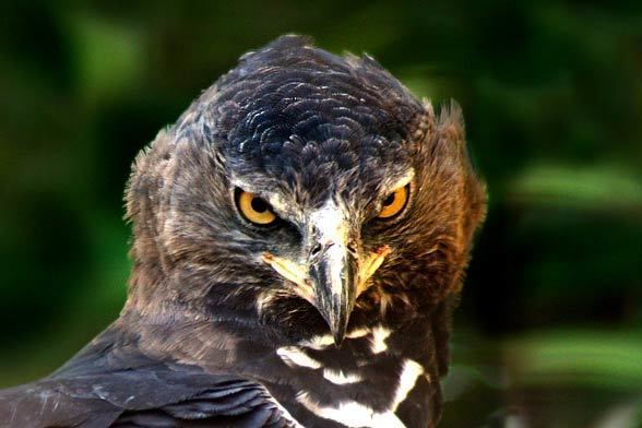 Crowned eagle Crowned eagle the most powerful eagle DinoAnimalscom