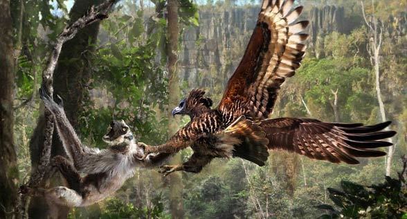Crowned eagle Crowned eagle the most powerful eagle DinoAnimalscom