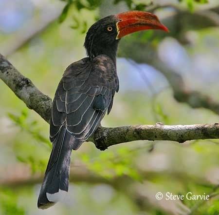 Crowned hornbill Crowned Hornbill