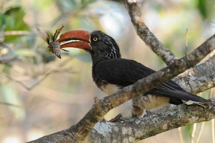 Crowned hornbill Crowned Hornbill