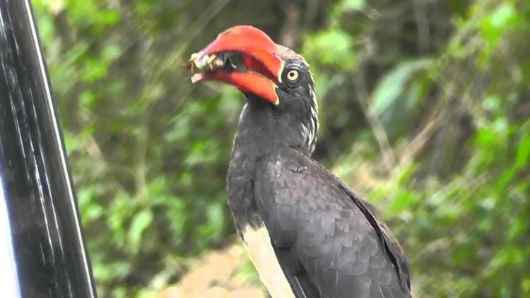 Crowned hornbill Crowned hornbill feeding YouTube