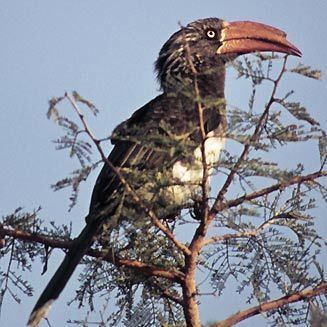 Crowned hornbill wwwbiodiversityexplorerorgbirdsbucerotidaeima