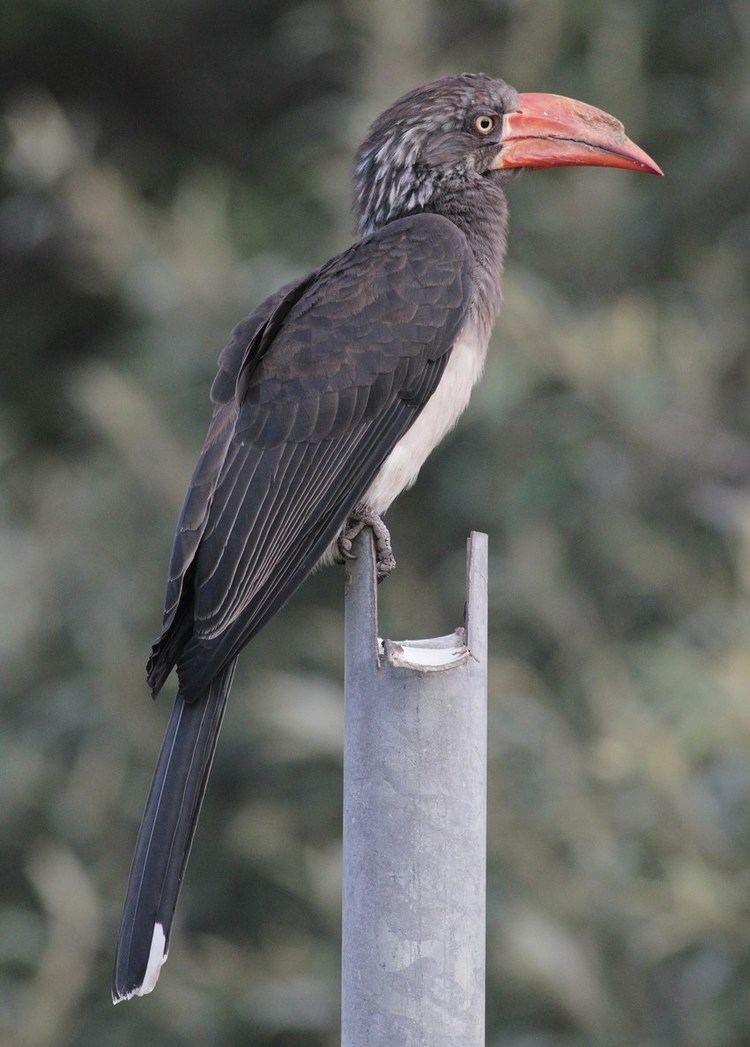 Crowned hornbill Crowned Hornbill Mothcatching Menace by Alex Lamoreaux Nemesis Bird