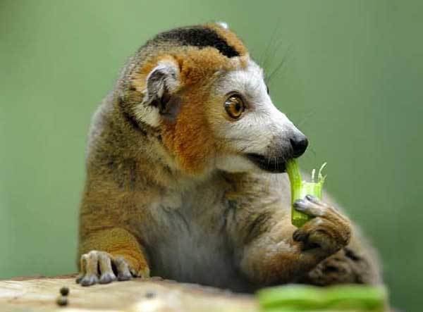 Crowned lemur Your morning adorable Crowned lemur snacks on celery at the Dresden