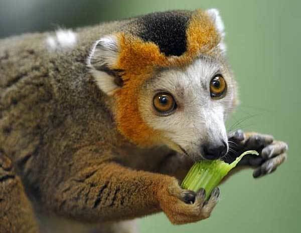 Crowned lemur Your morning adorable Crowned lemur snacks on celery at the Dresden