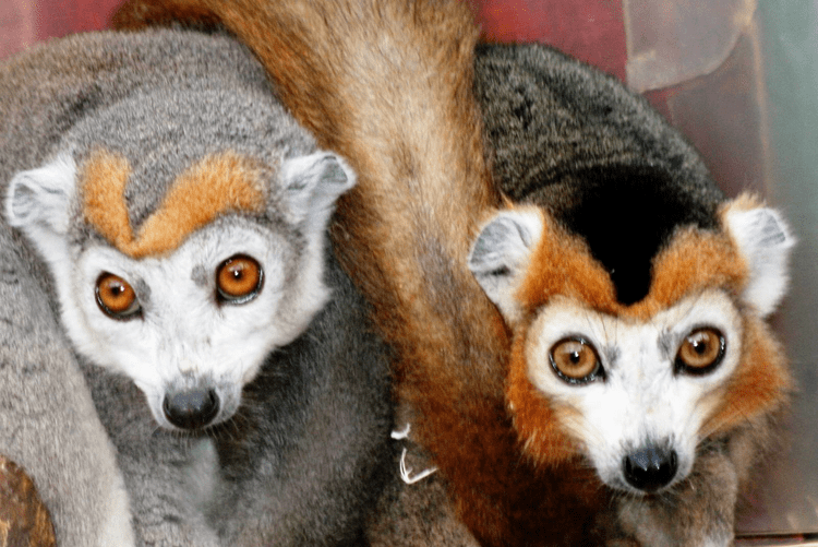Crowned lemur The evolution of Madagascar and crowned lemurs Venngage Free