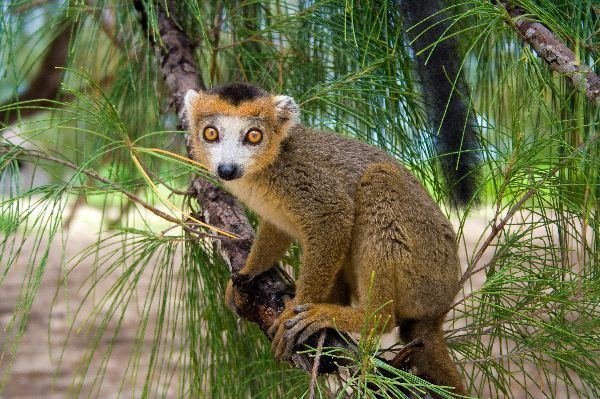 Crowned lemur Crowned Lemur Endemic Of Madagascar Lemur Facts and Information