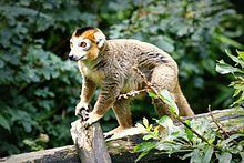 Crowned lemur httpsuploadwikimediaorgwikipediacommonsthu