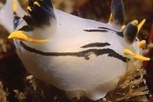 Crowned nudibranch httpsuploadwikimediaorgwikipediacommonsthu