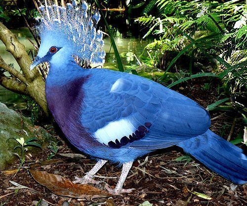 western crowned pigeon