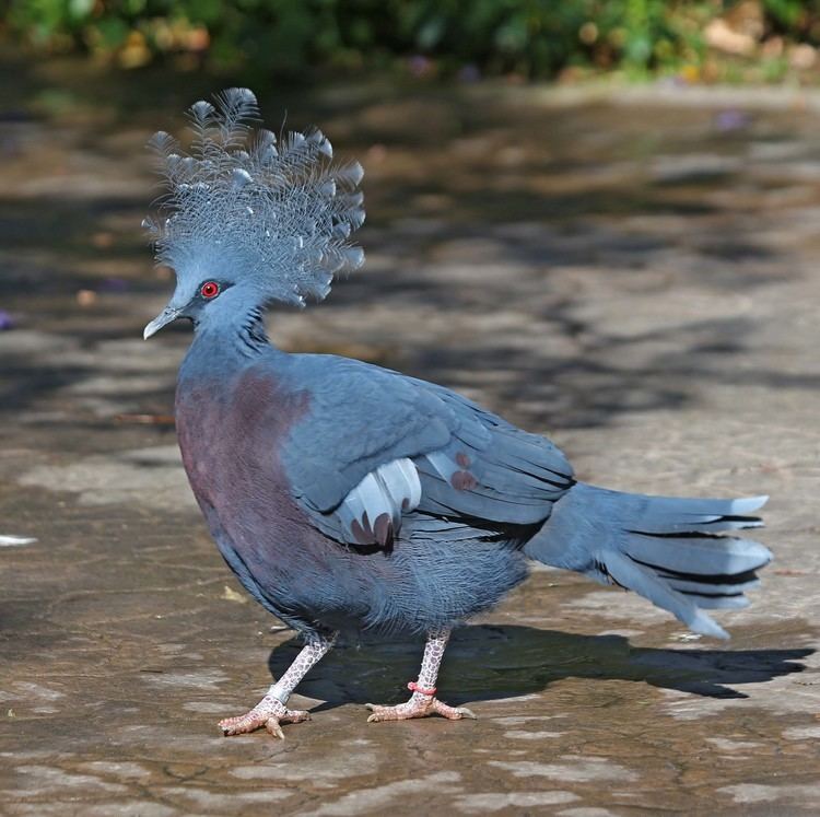 Crowned pigeon Pictures and information on Victoria CrownedPigeon