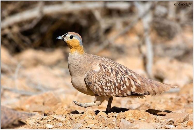 Crowned sandgrouse Eilat Birding March 2014