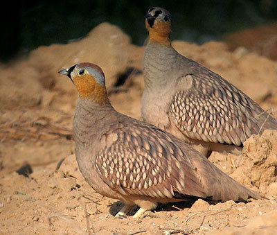 Crowned sandgrouse Surfbirds Online Photo Gallery Search Results