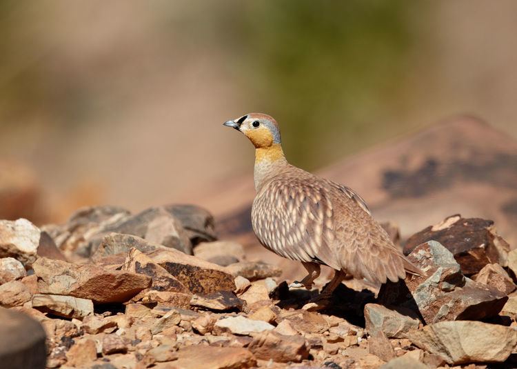 Crowned sandgrouse 1000 images about Zandhoenders Sandgrouse Pteroclidiformes