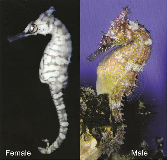 Crowned seahorse Seahorse amp Syngnathid Species FusedJaw FusedJaw
