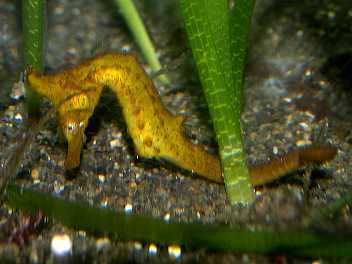 Crowned seahorse Save Our Seahorses