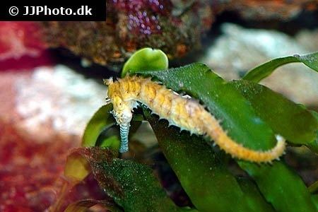 Crowned seahorse Crowned seahorse Hippocampus coronatus in aquarium