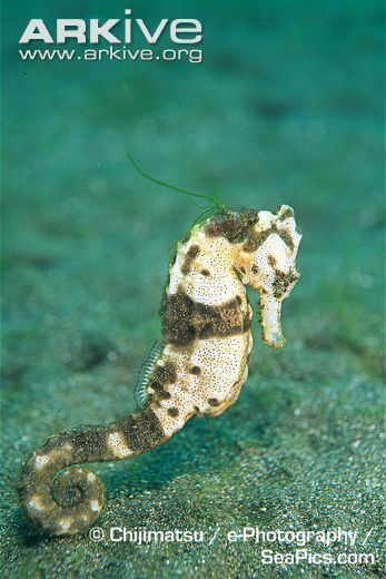Crowned seahorse Lowcrowned seahorse photo Hippocampus trimaculatus G66024 ARKive