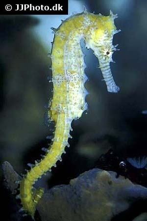 Crowned seahorse Crowned seahorse Hippocampus coronatus in aquarium