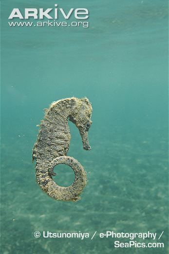 Crowned seahorse Lowcrowned seahorse videos photos and facts Hippocampus