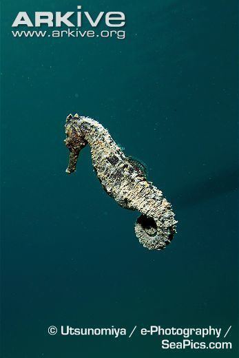Crowned seahorse Lowcrowned seahorse photo Hippocampus trimaculatus G66022 ARKive
