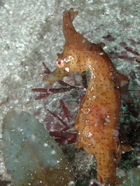 Crowned seahorse Seahorse amp Syngnathid Species FusedJaw FusedJaw