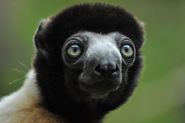 Crowned sifaka 1000 images about Primates Old World Crowned Sifaka Propithecus