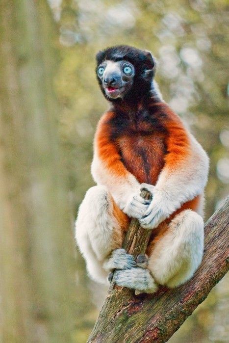 Crowned sifaka Pinterest The world39s catalog of ideas