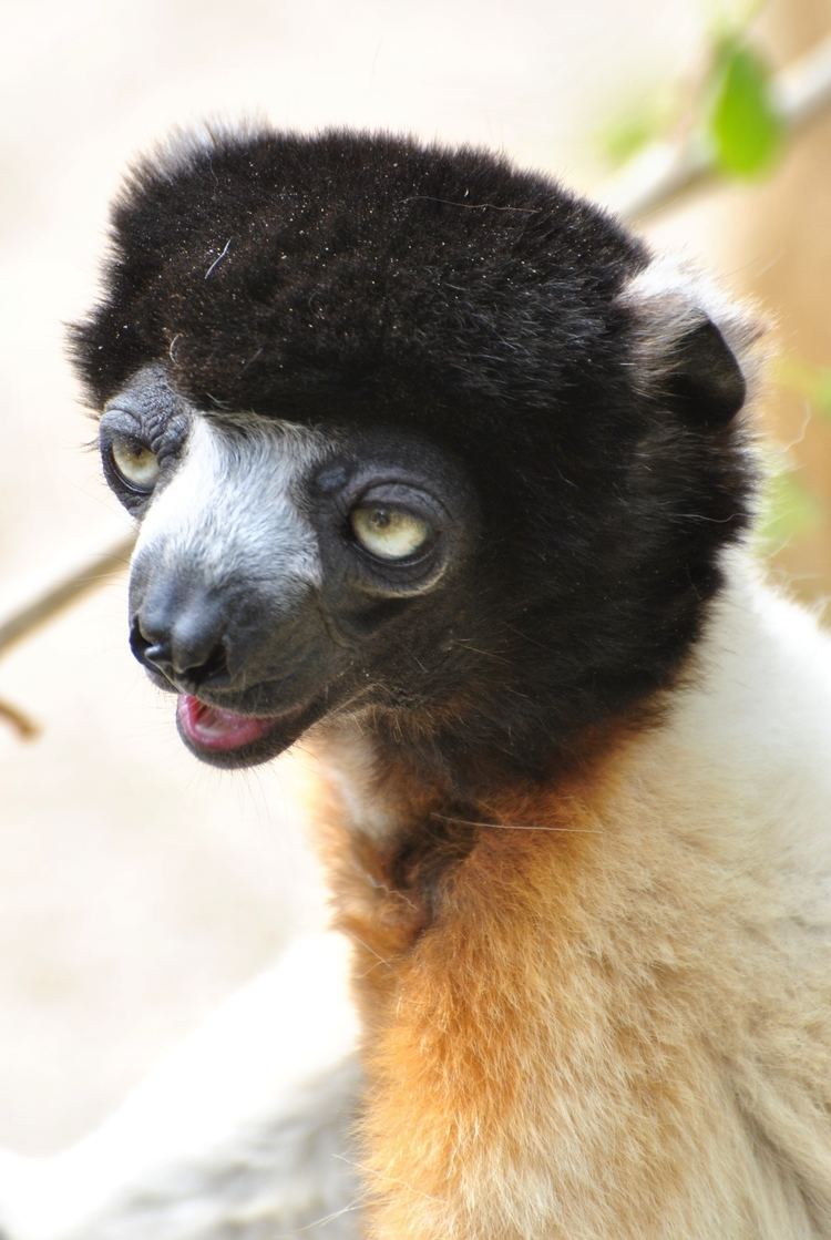 Crowned sifaka FileCrowned Sifaka 7006327196 2jpg Wikimedia Commons
