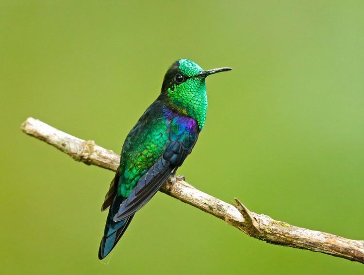 Crowned woodnymph GreencrownedWoodnymphp