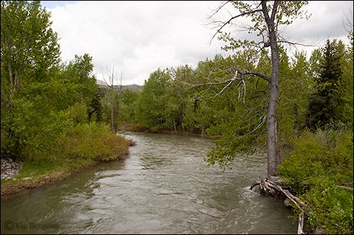 Crowsnest River Entries tagged with crowsnest pass flyfishing The Crowsnest