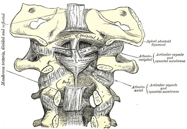 Cruciate ligament of atlas