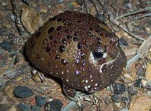 Crucifix toad Crucifix toad Wikipedia