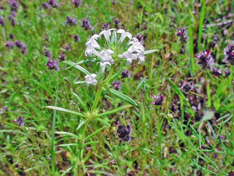 Crusea Vascular Plants of the Gila Wilderness Crusea diversifolia