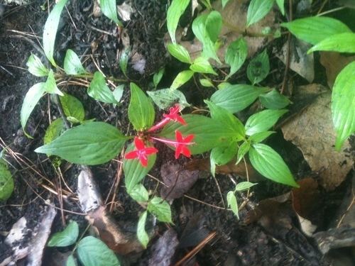 Crusea Crusea coccinea observed by reconcilia on July 25 2013