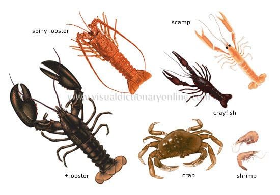 Crustacean FOOD amp KITCHEN FOOD CRUSTACEANS image Visual Dictionary Online