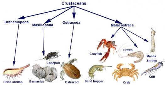Crustacean Fun Crustaceas Facts for Kids