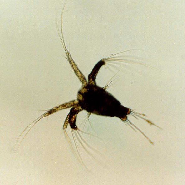 Crustacean larvae httpsuploadwikimediaorgwikipediacommons22