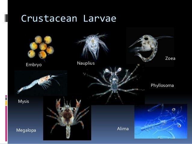 Crustacean larvae Phylum Arthropoda