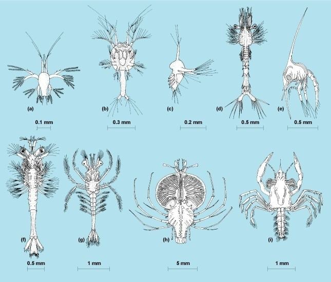 Crustacean larvae crustacean larvae Natural History morpholgy reference Pinterest