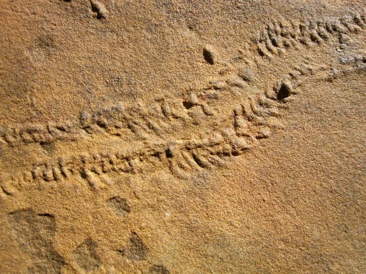 Cruziana, fossil trackways of trilobites